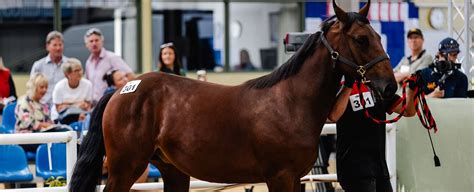 2024 NZ National Yearling Sale has concluded.